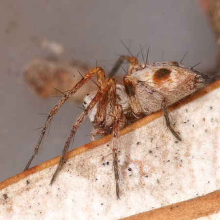 Oxyopes rubicundus