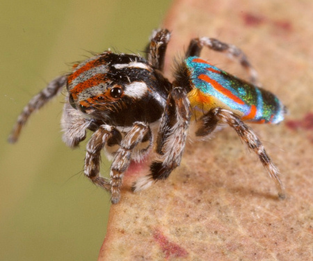 7 new species of colorful Peacock Spider join the dance party