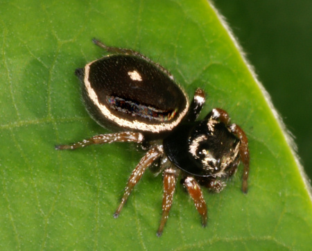 Zenodorus orbiculata