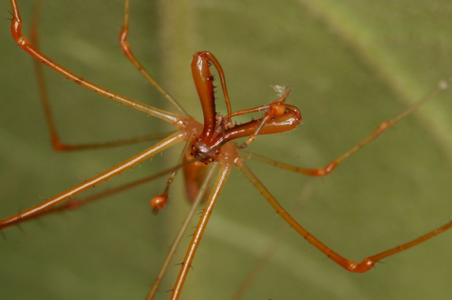 Australian Family had Giant Spider as a Roommate for a Year And They Share  Their Thoughts » TwistedSifter