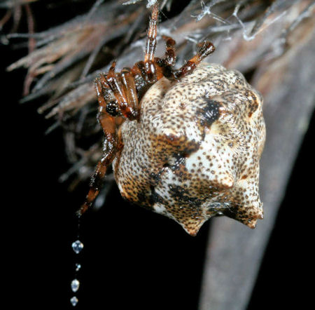 Phoroncidia sextuberculata