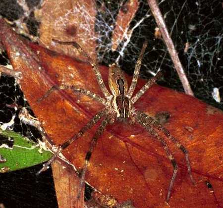 Dendrolycosa icadius